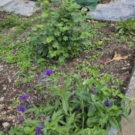 MelisseBergflockenblumeJohannisbeerKompost 2026-05-13 12.20.